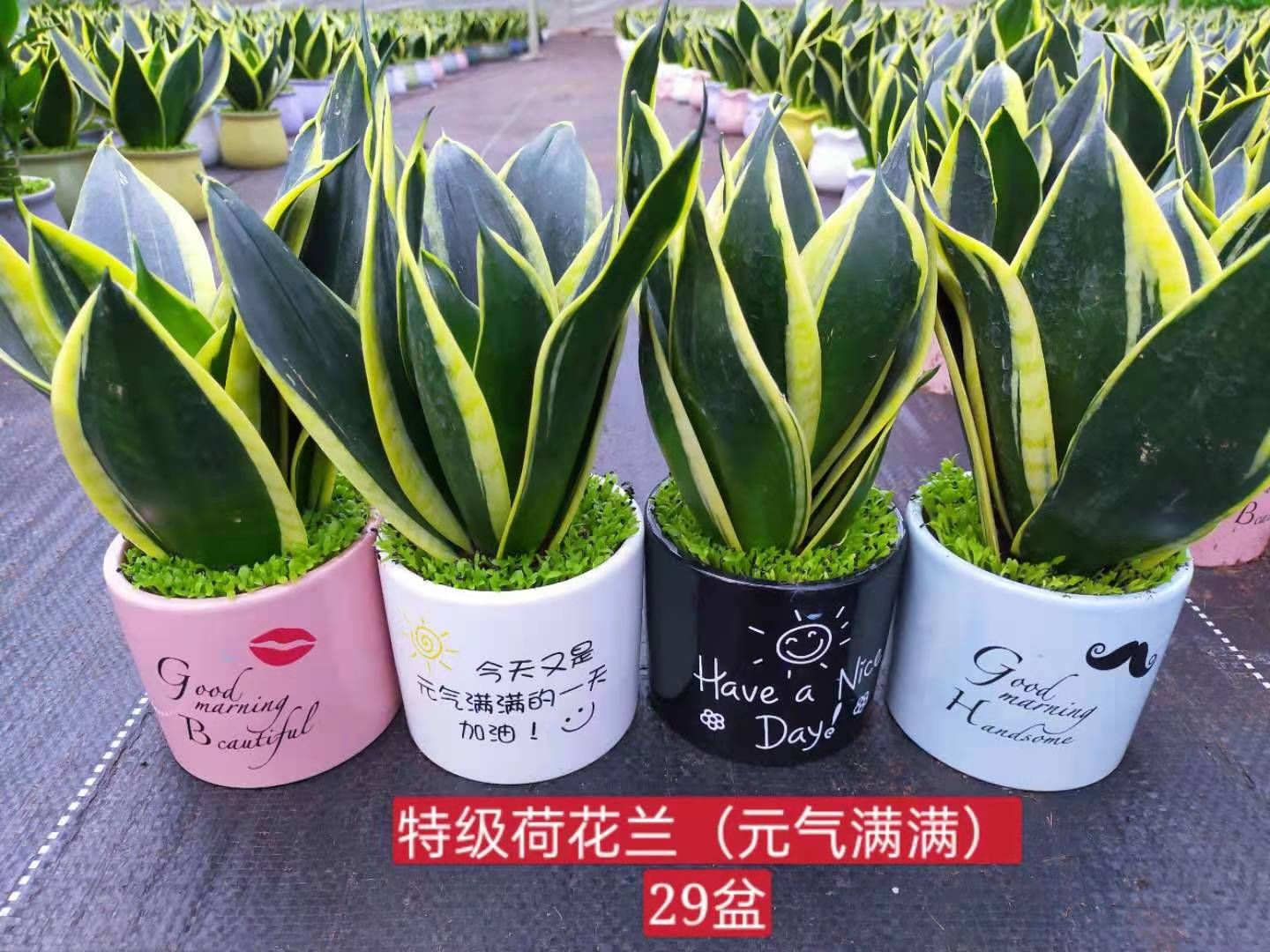 龙舌兰 荷花兰小森林混装