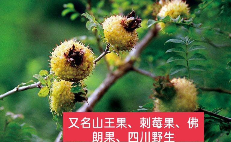 四川野生刺梨 刺莓果佛朗果 茨梨 木梨子，别名刺菠萝 送春