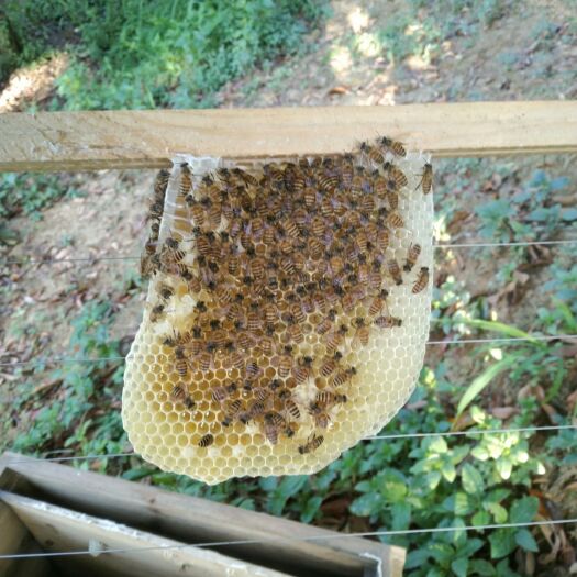 深圳 土蜂蜜主要是龙眼蜜，荔枝蜜，Y脚蜜为主