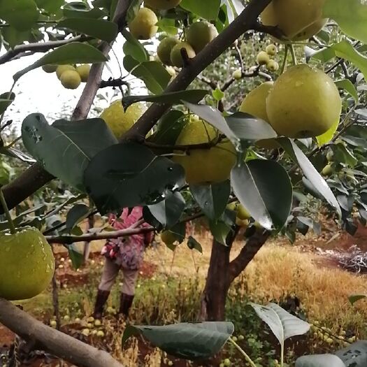 安宁市 优质红梨，味道不错，价格实惠