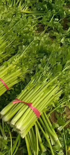 河南省鹿邑县基地西芹，脆甜，无丝，亮度好，大颗，中颗，小颗，