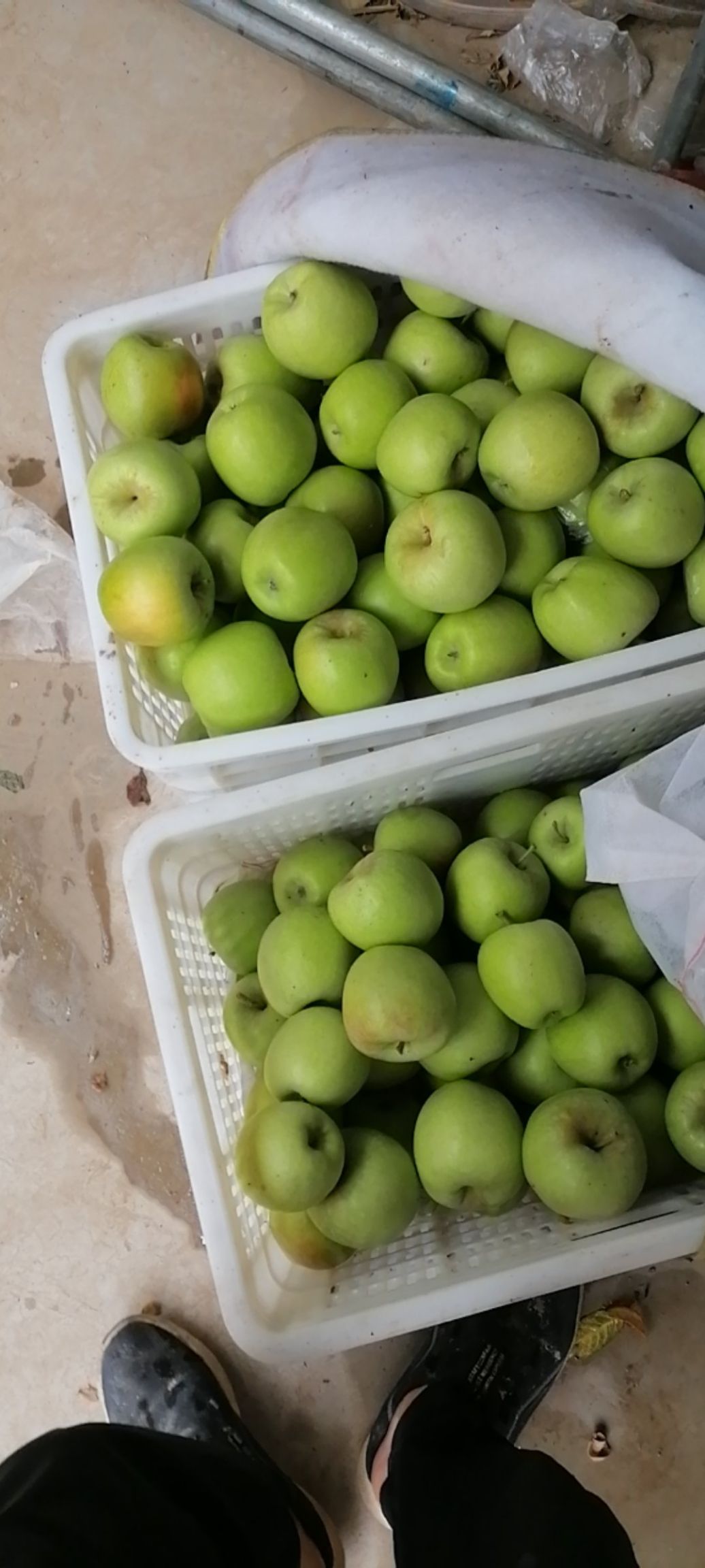 青苹果 早熟品种华硕苹果，青脆甜酸可口