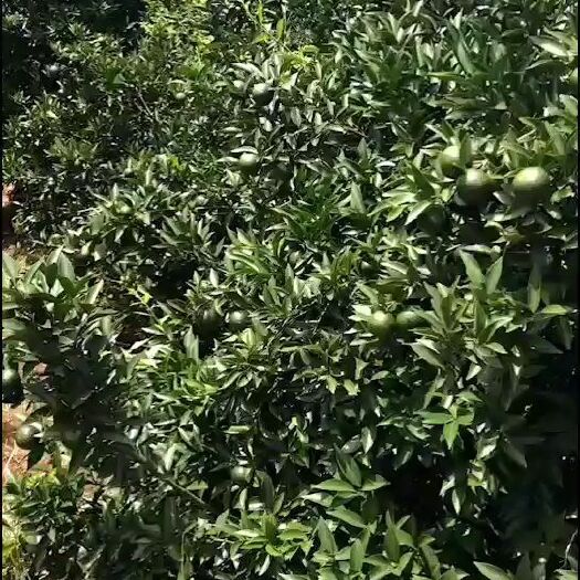 浦北县新会柑 广西壮族自治区钦州市灵山县 