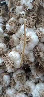 白皮蒜  毛胡蒜头