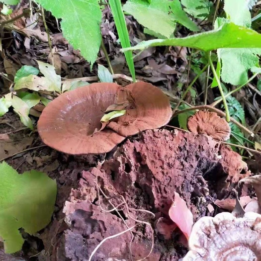 韶关深山老林天然无污染的不是人工种植的灵芝