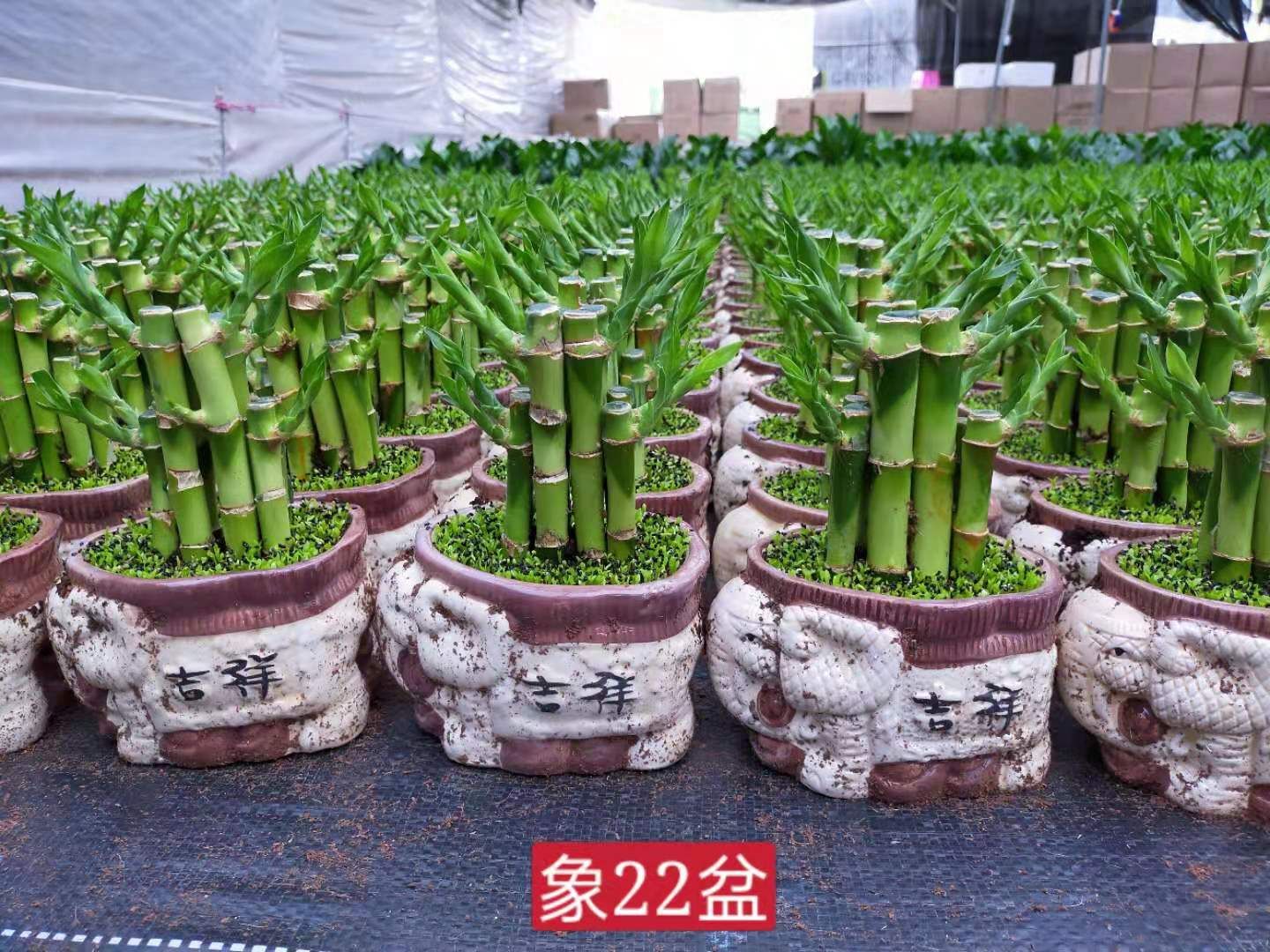  富贵竹子小森林混装带盆批发