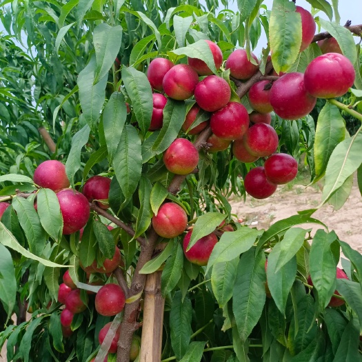 大荔县珍珠枣油桃批发 珍珠枣油桃基地