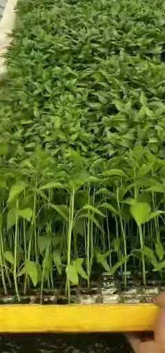 陆良县油麦菜苗 本苗厂长年出售意大利，油麦菜，小铁头苗，大白菜苗，窝笋苗