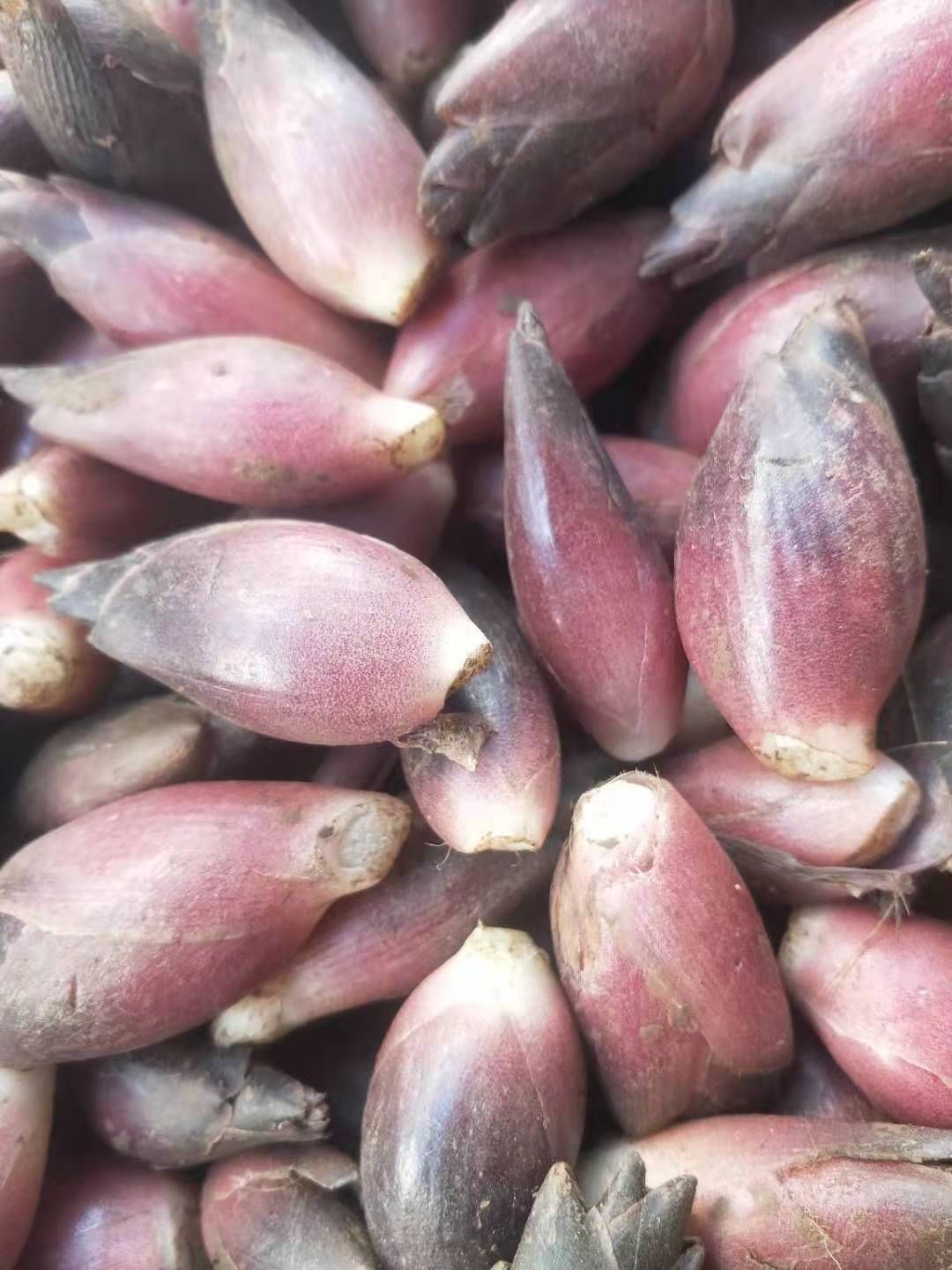  云南阳荷