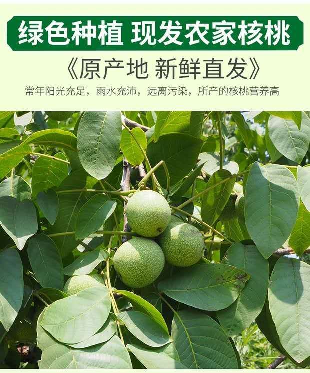 青皮核桃 鲜核桃