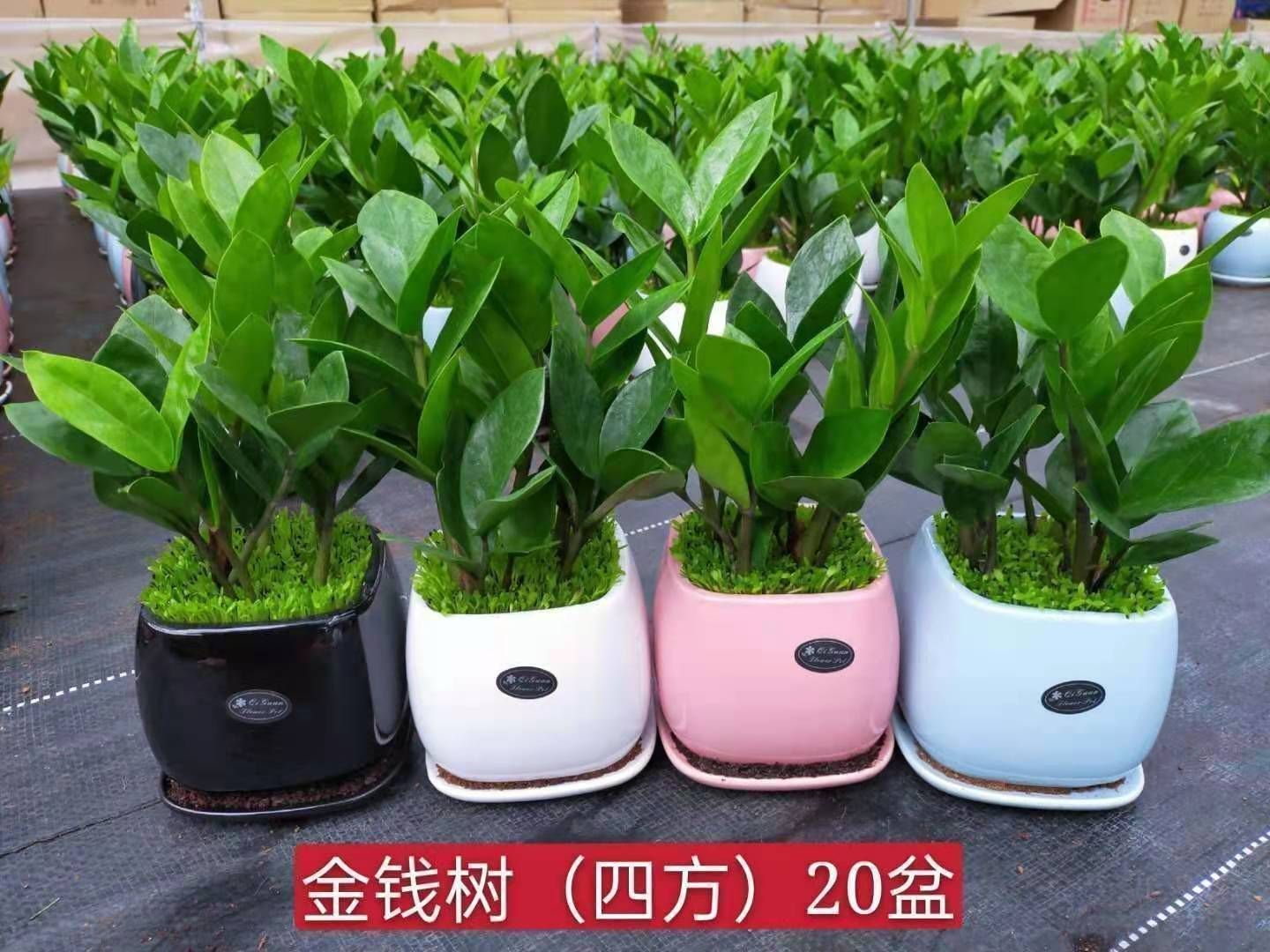 金钱树盆栽 金钱树小森林混装