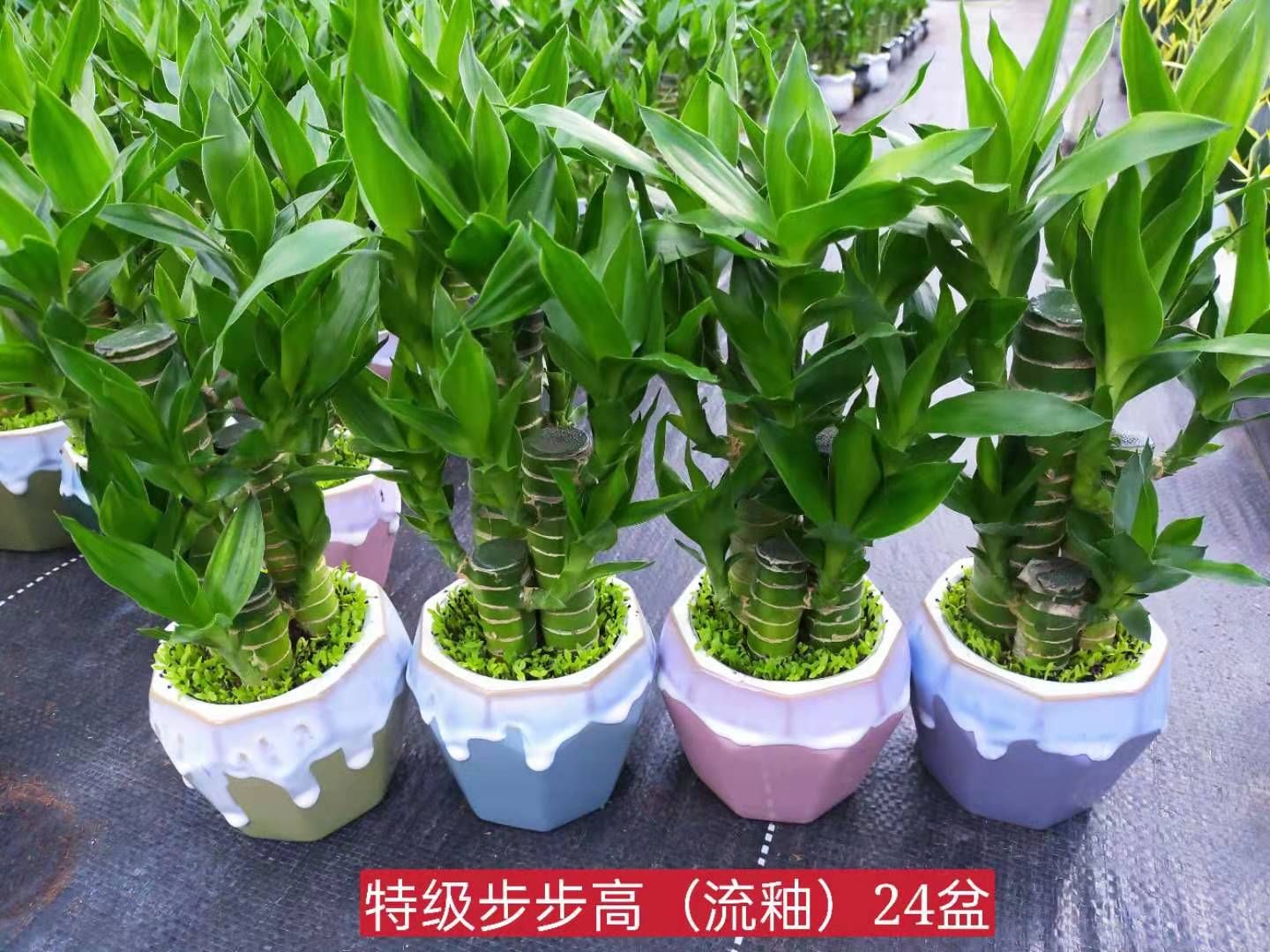 步步高富贵竹小森林混装带盆批发