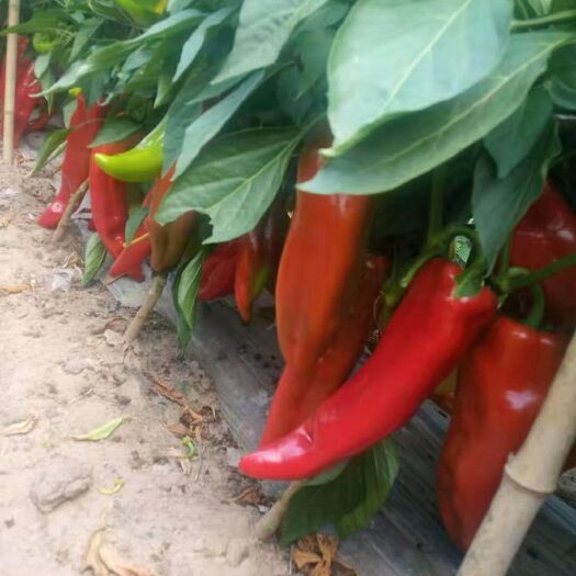 巴林左旗牛角椒 内蒙古自治区赤峰市巴林左旗 