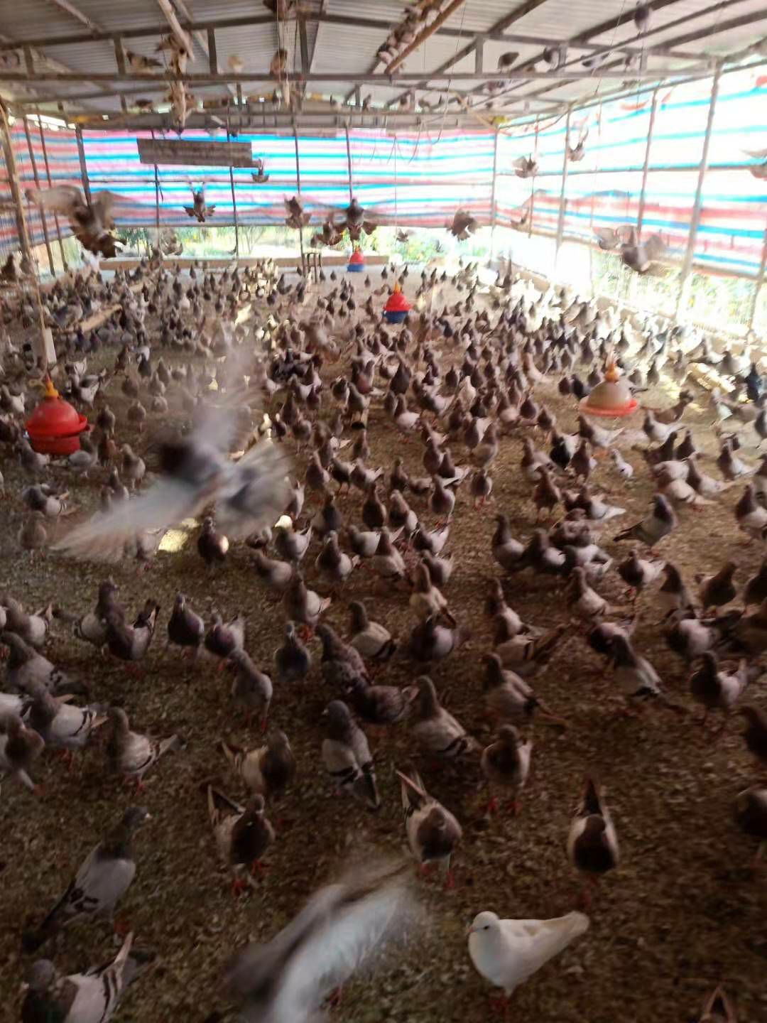 肉鸽 有老鸽出售物美价廉  先到先得