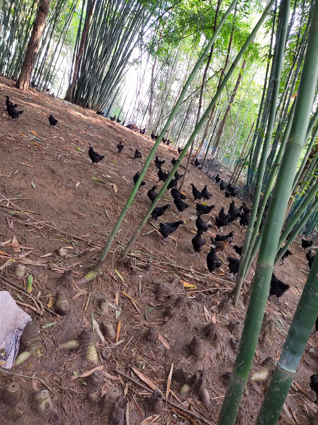 乌骨鸡苗  脱温乌鸡苗