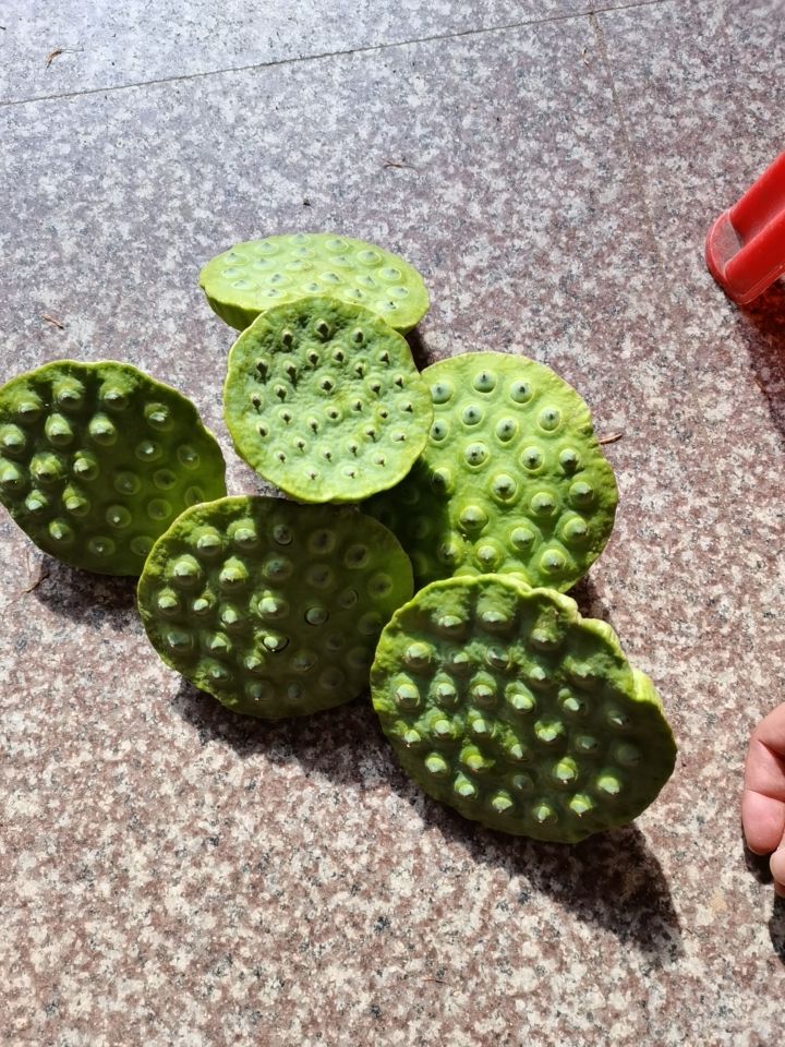 新鲜莲蓬