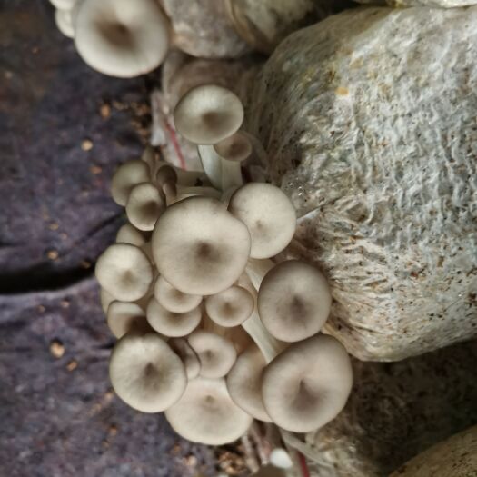 临汾 新鲜平菇