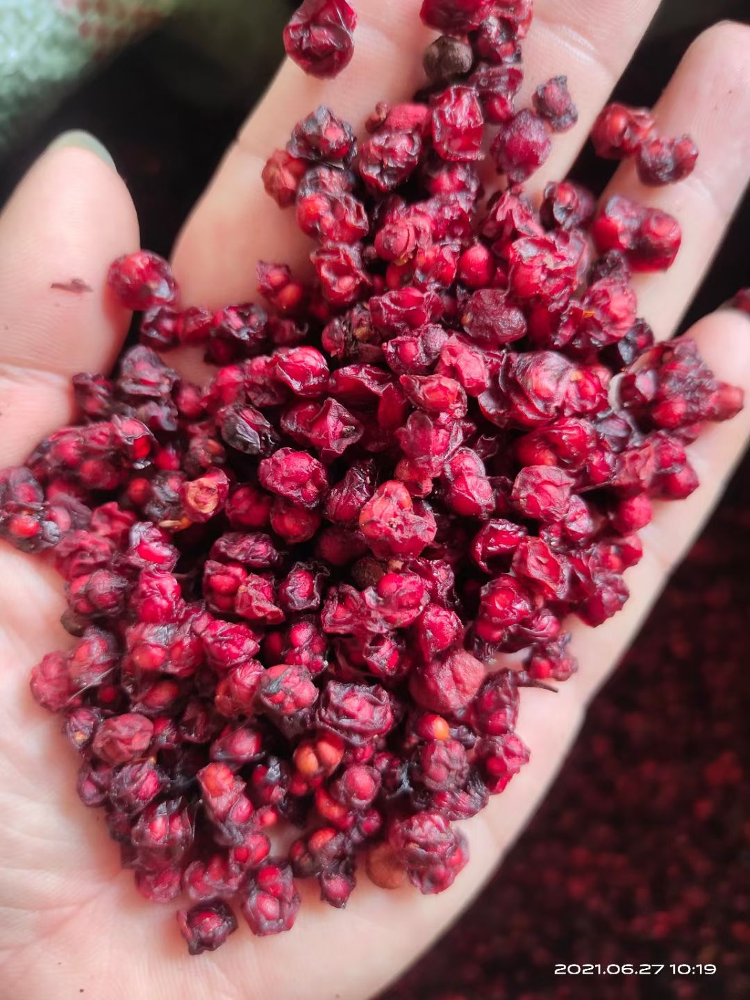 五味子500g正品新鲜五味子散装东北长白山新货油籽北五味