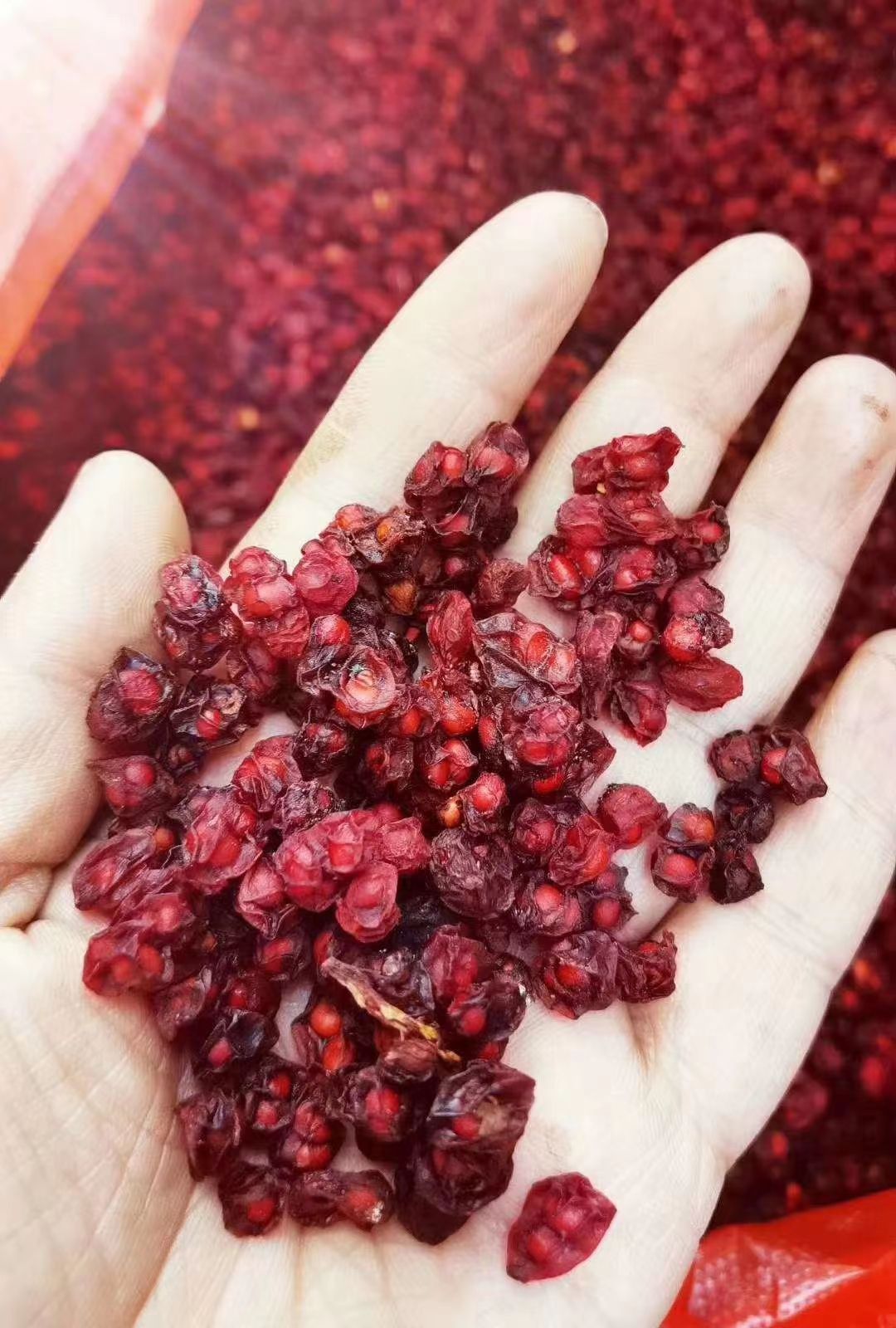 五味子500g正品新鲜五味子散装东北长白山新货油籽北五味