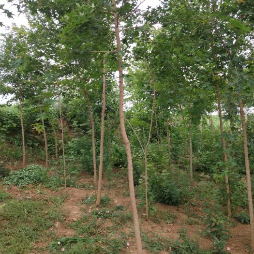 扶风县元宝枫，