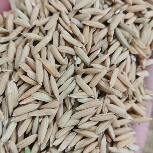 衡阳县大量供应25年优质稻谷指标合格入库粮，净量入库。水分12点