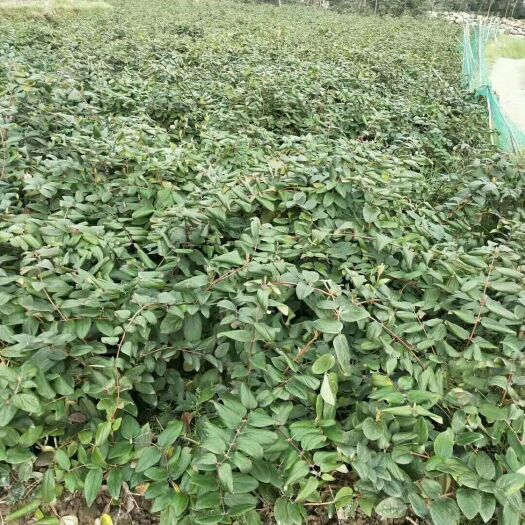 隆回县湘蕾一号金银花苗 湘蕾金银花苗
