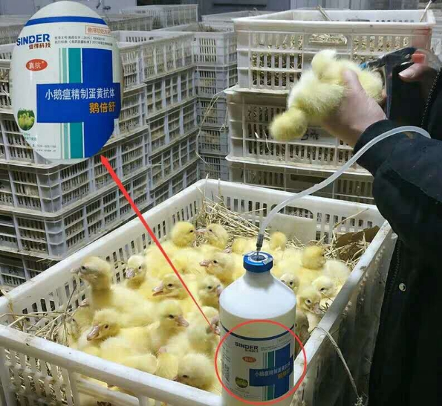 三花鹅苗 襄阳市枣阳张兴峰禽业孵化养殖场