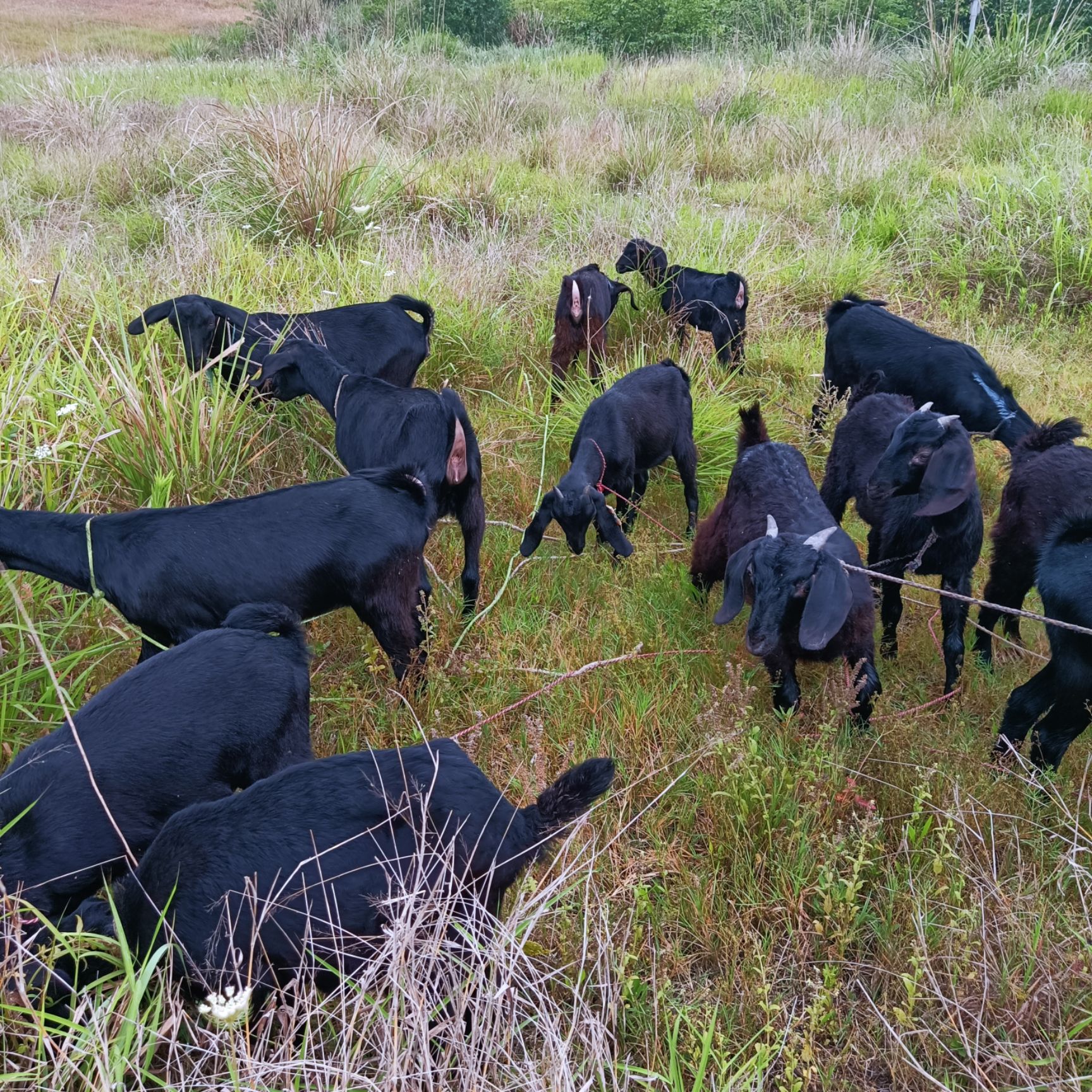 波尔山羊肉羊种羊:种公种母、引种回收！