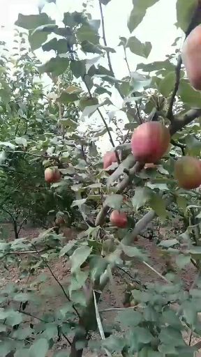 大荔县富民村百亩早酥红梨成熟待售