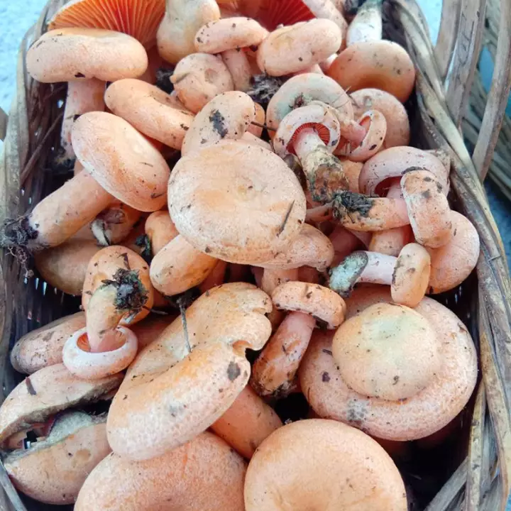  黄菌，紫花菌