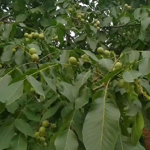 遵化市 青皮核桃