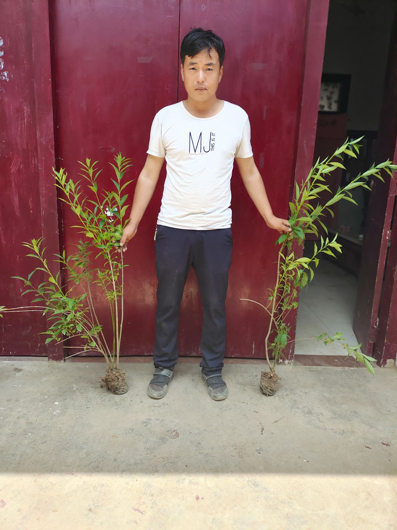 东北连翘苗  陕西连翘，连翘直销，东北连翘，景观连翘