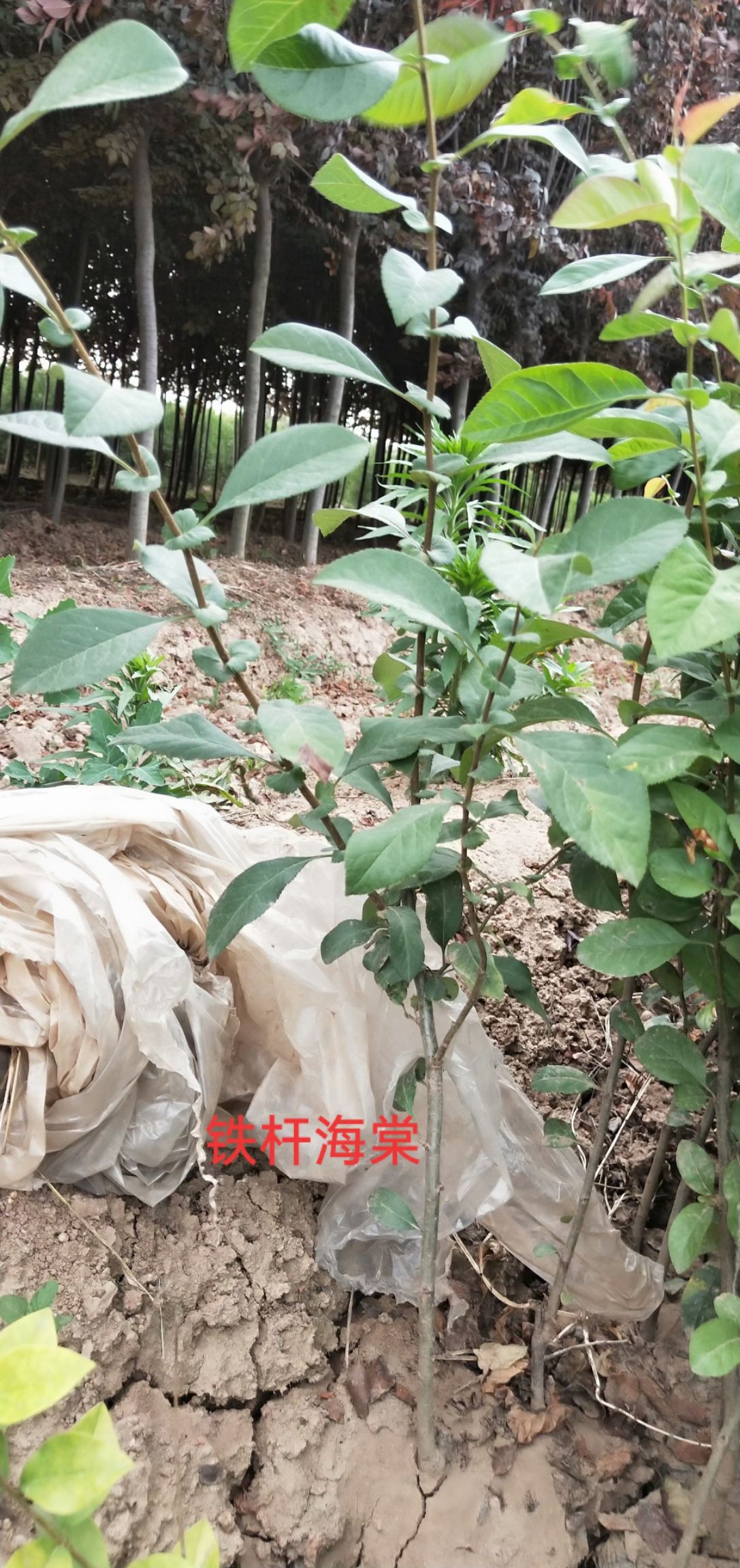 营养钵贴梗海棠，贴梗海棠产地直销，贴梗海棠基地直供，陕西海棠
