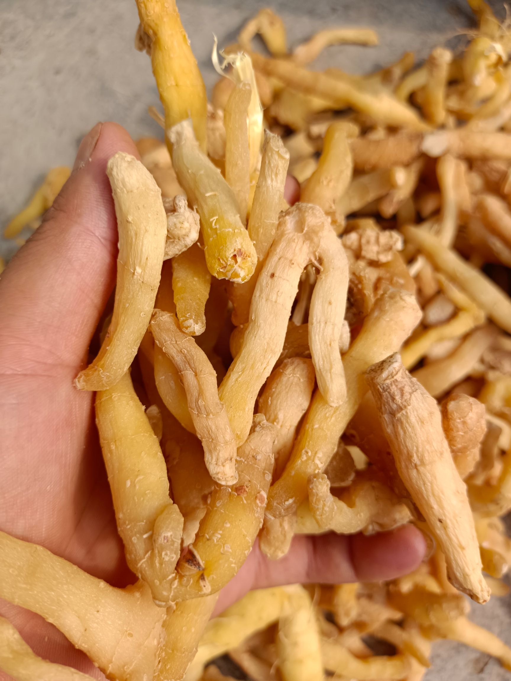 湘玉竹  玉竹头