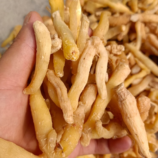 隆回县湘玉竹  玉竹头