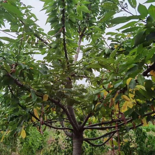 安丘市大紫樱桃苗  大樱桃树苗，2700颗，4至5年苗，8-11公分，价格可面议