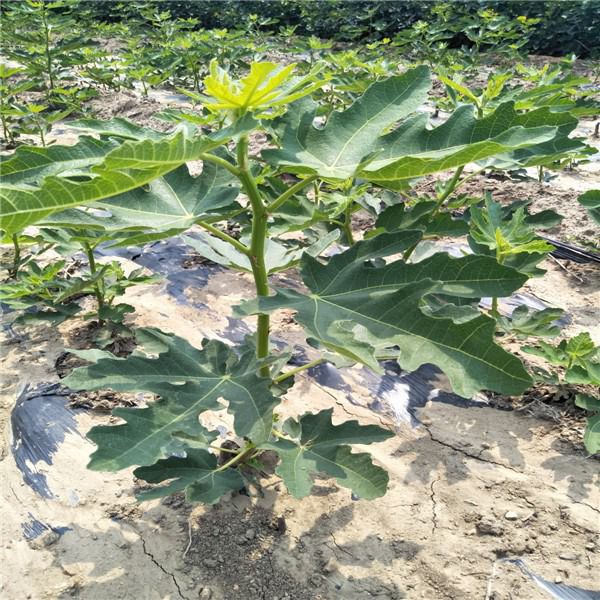 波姬红无花果苗  精选波姬红无花果树苗。南北可种植