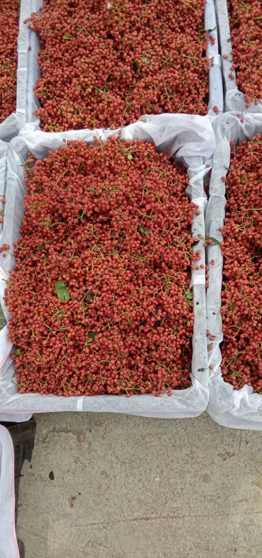 大红袍花椒麻香味俱全，无虫颗粒大。