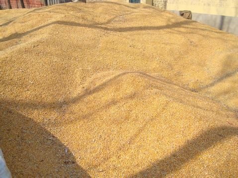 新沂市白麦  小麦