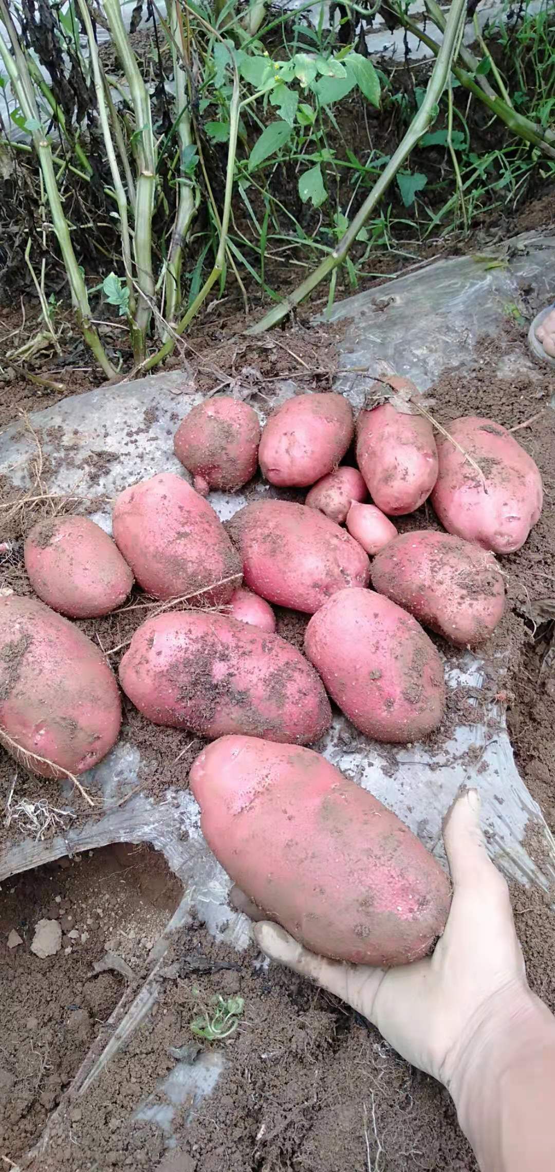 土豆 威宁洋芋青薯九号