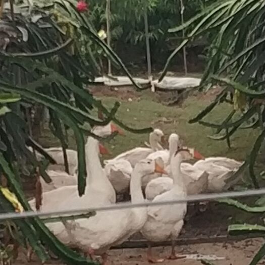 徐州白鹅  家里拆迁，散养鹅出售