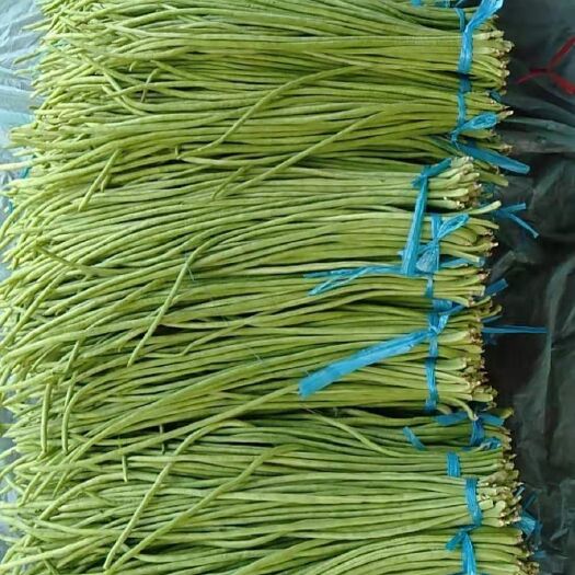 沂南县长豇豆 沂南长豆角。大量上市了。