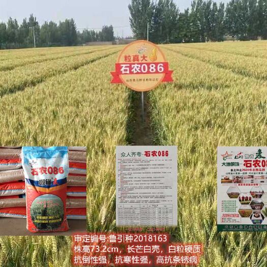 宁津县小麦种子  石农086懒省麦 山东鲁北种业直供