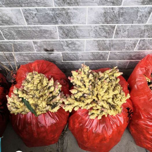汝城县汝城县仔姜小黄姜正式上市 种植地直销
