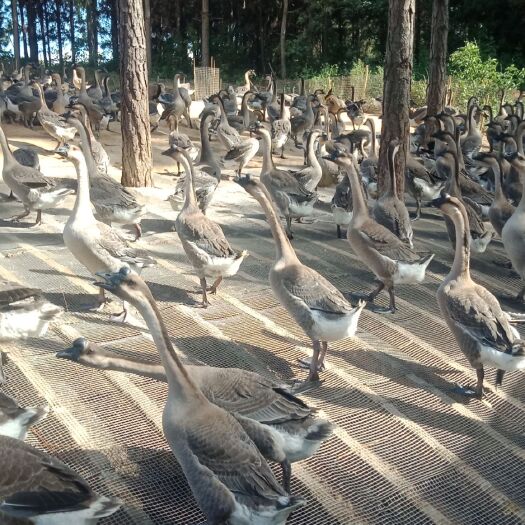 阳江 正宗阳江鹅马岗鹅烧鹅醉鹅