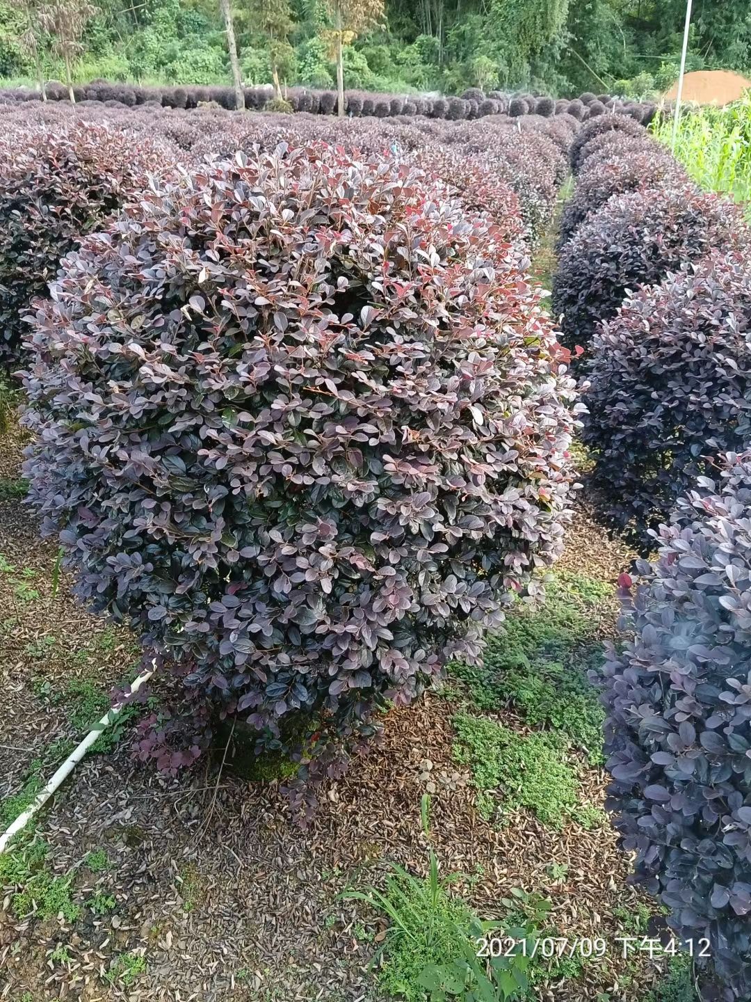 黑珍珠红继木  红继木球120*120