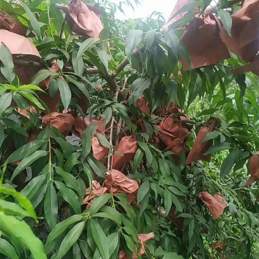 洪江市自己高山锦绣黄桃