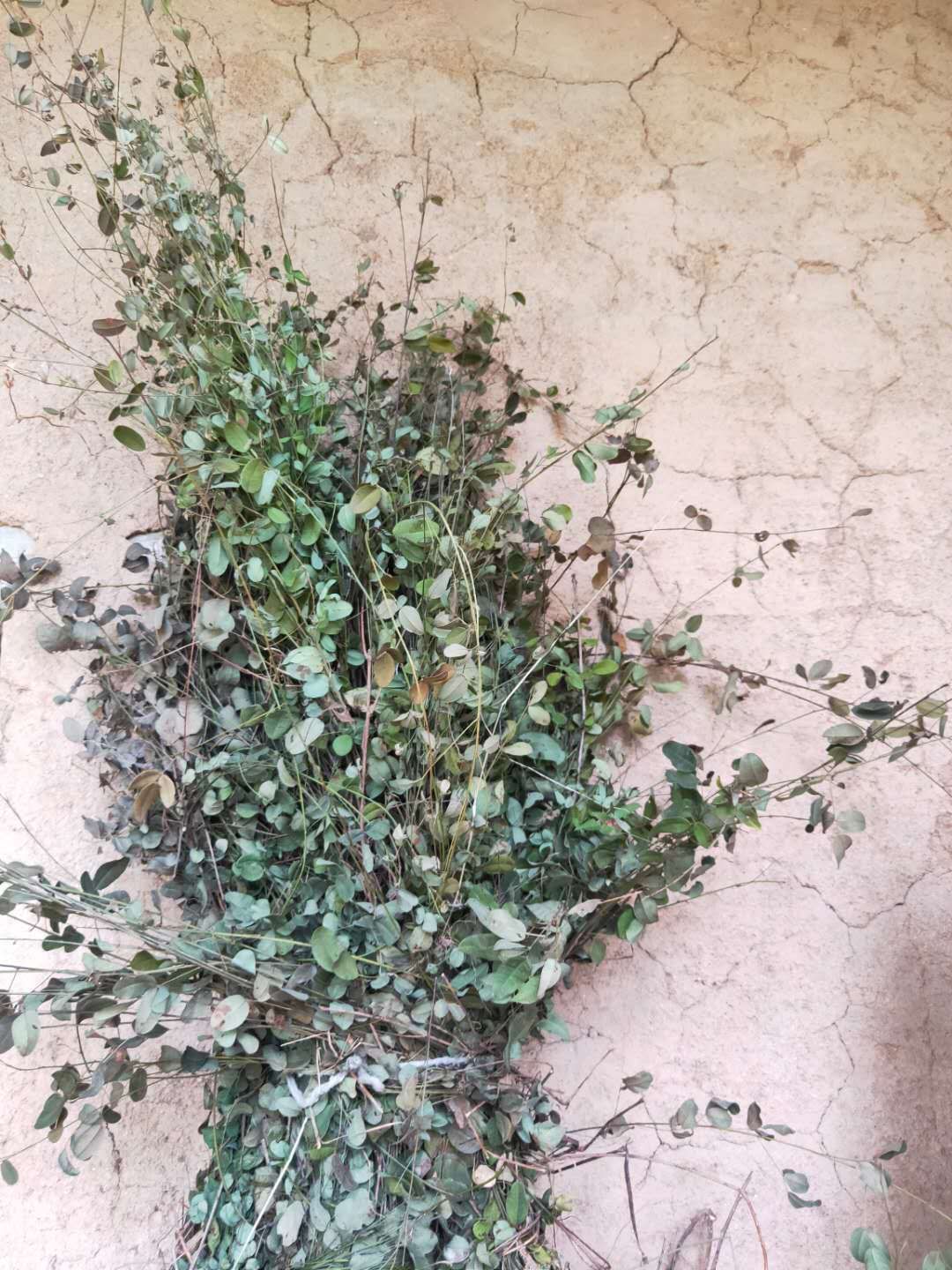 胡枝子（中药材）  斑鸠花细梗胡枝子瓜子鸟梢掐不齐斑鸠窝家斑