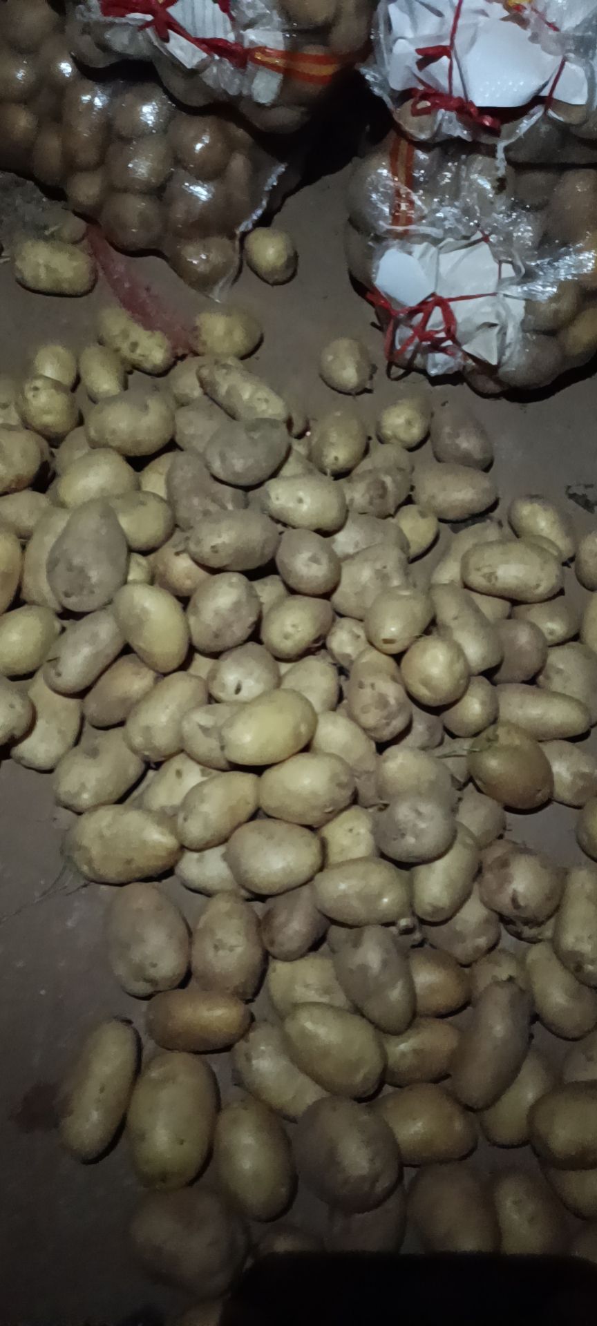 荷兰土豆  精品1-3，2-4黄皮黄心土豆，量大质优