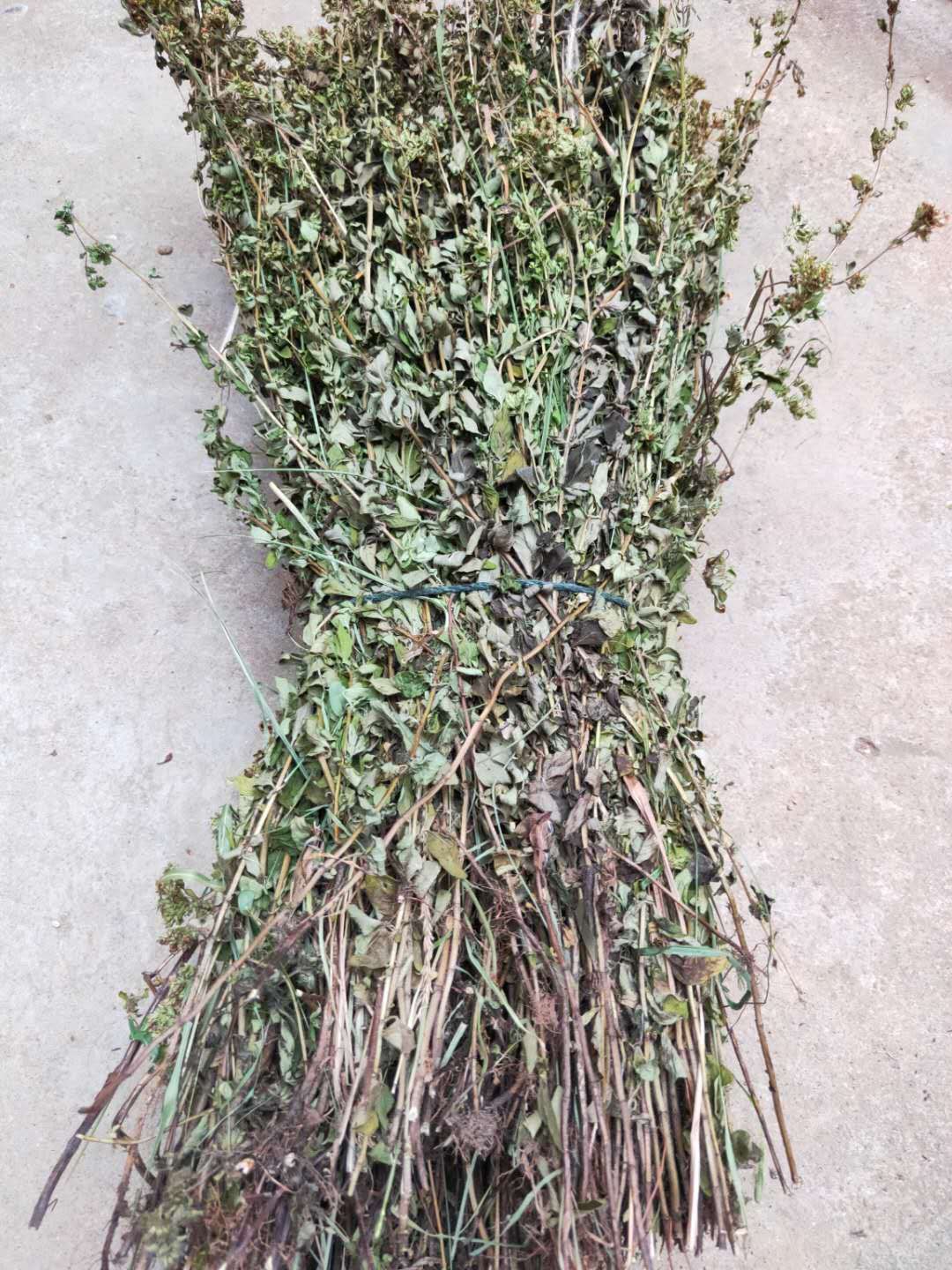 胡枝子（中药材）  斑鸠花细梗胡枝子瓜子鸟梢掐不齐斑鸠窝家斑